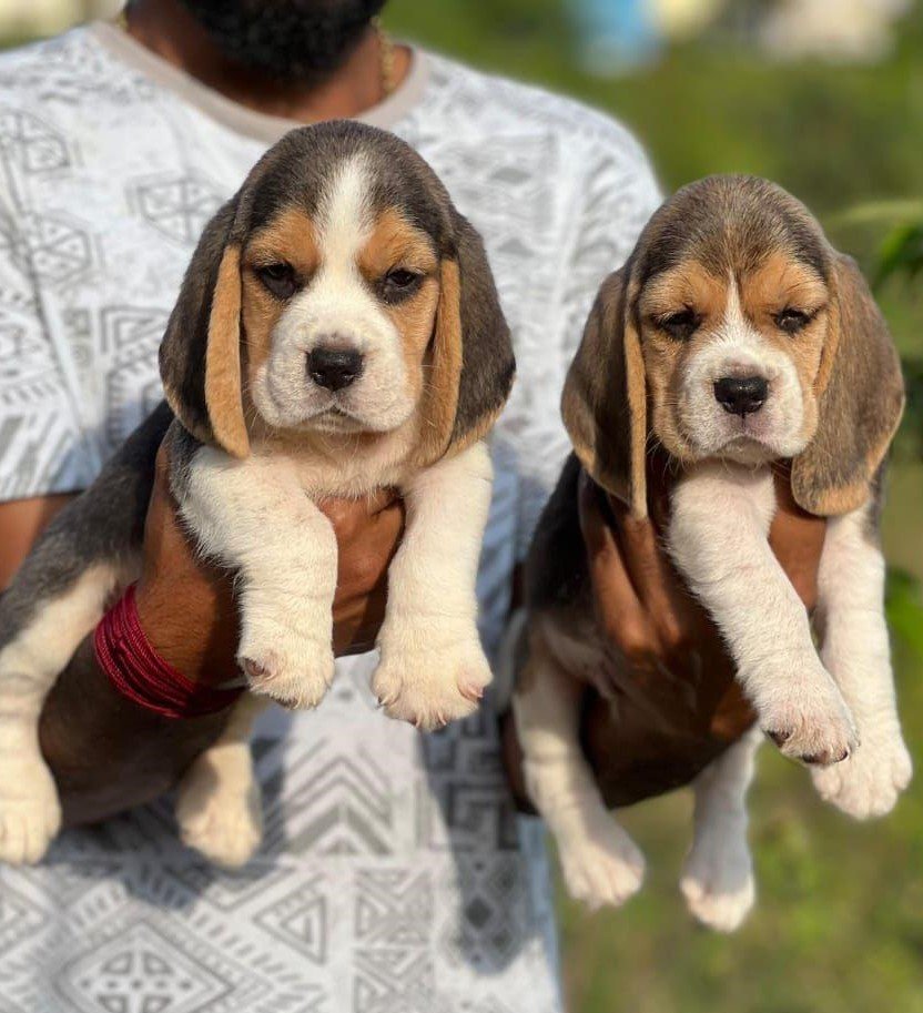 Order Female Beagle Puppy from Vizag
